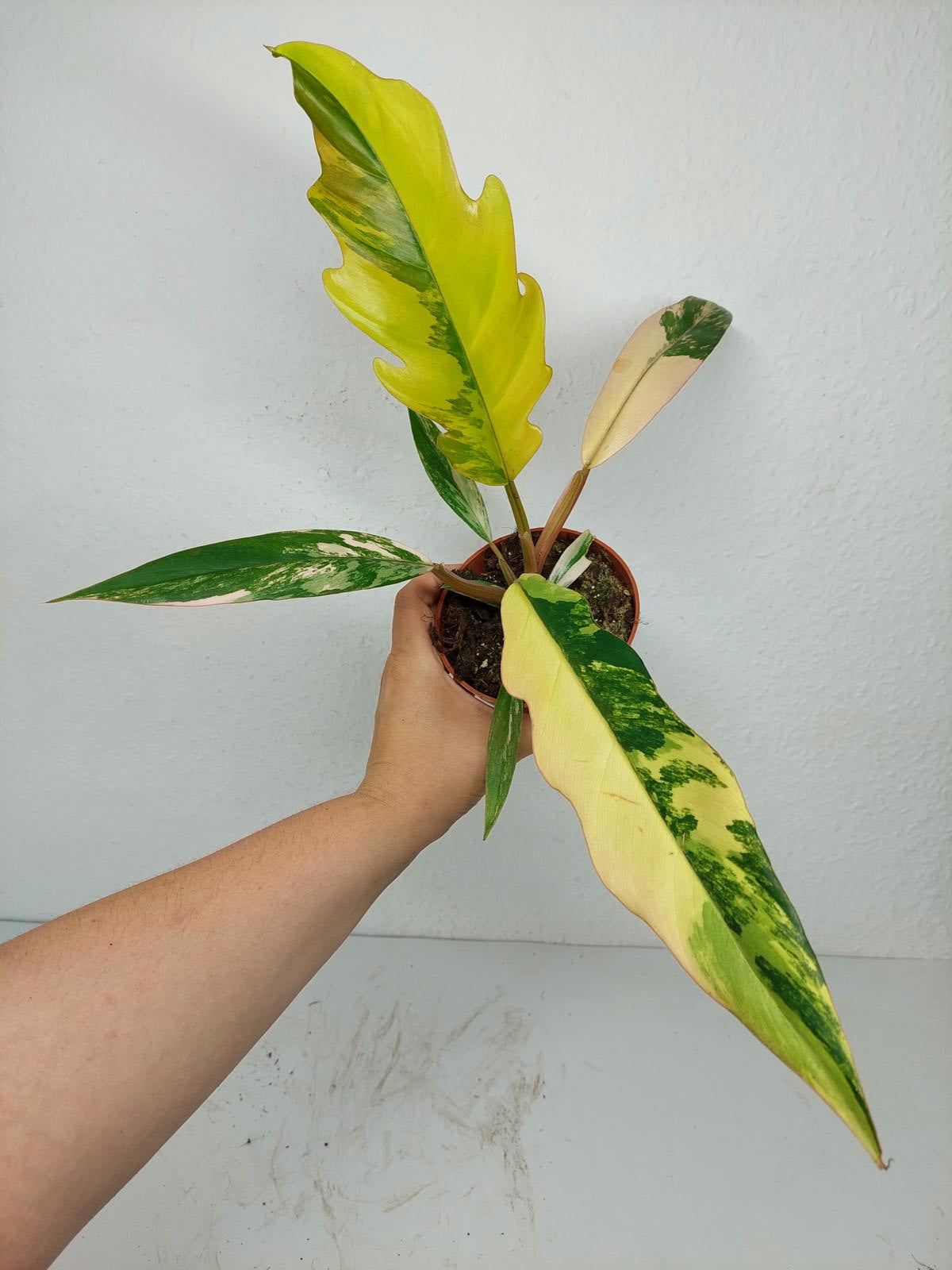 Philodendron Caramel Marble Variegata
