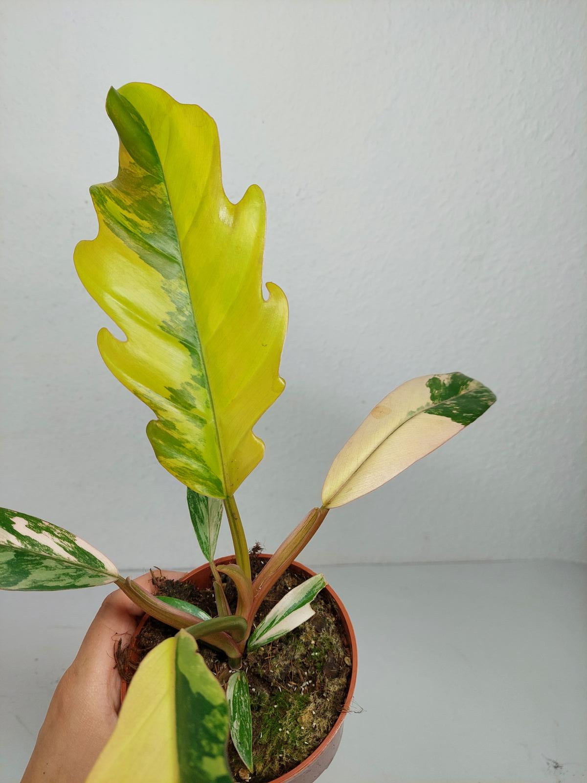 Philodendron Caramel Marble Variegata