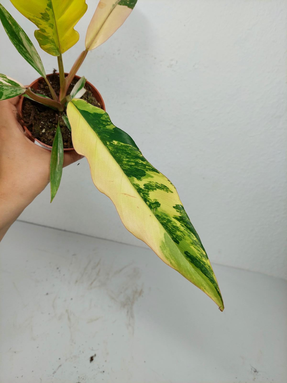 Philodendron Caramel Marble Variegata