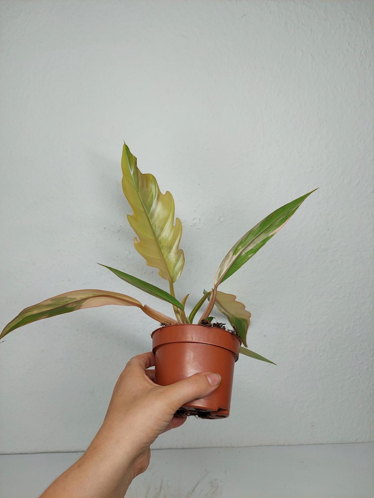 Philodendron Caramel Marble Variegata