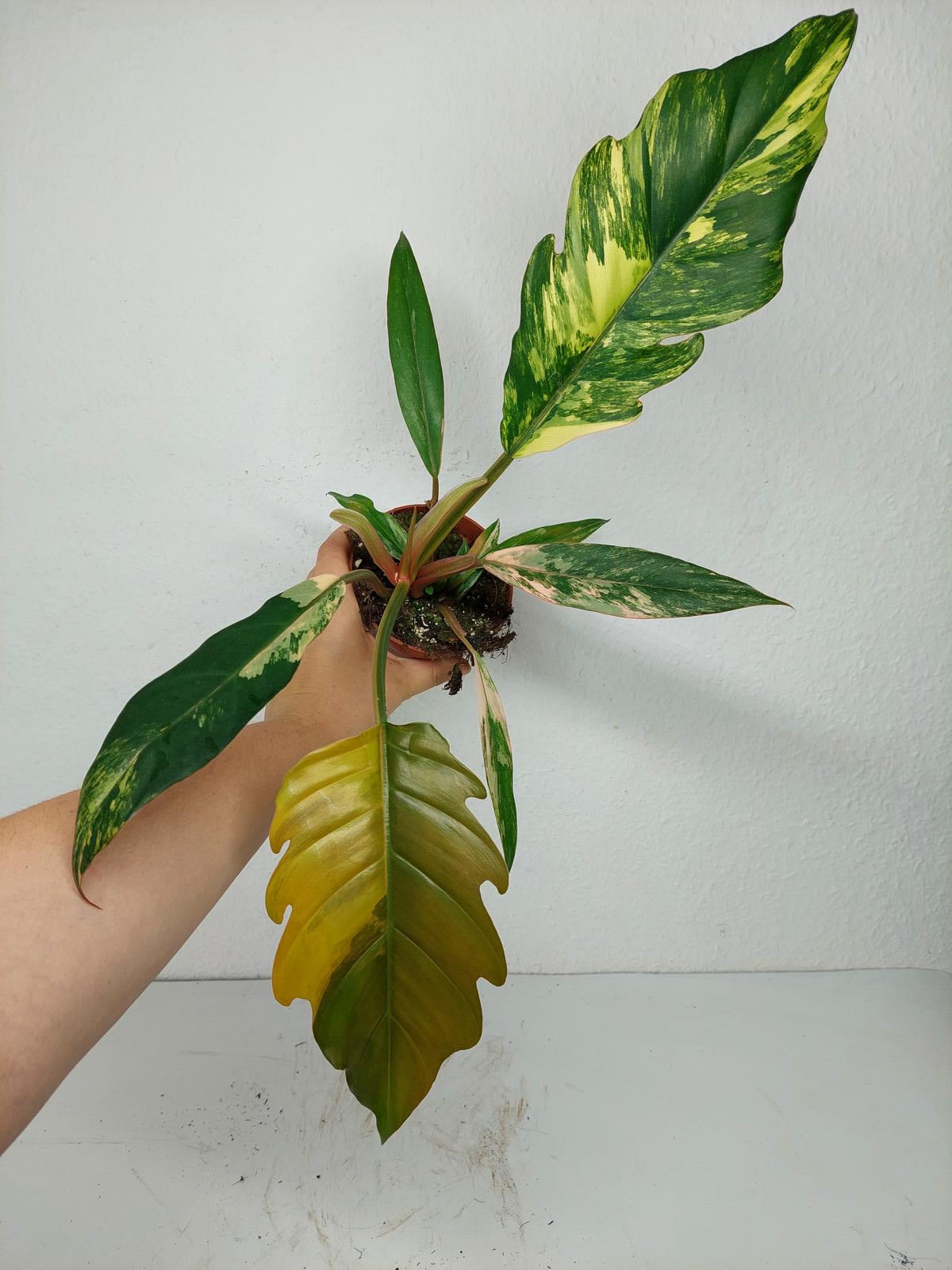 Philodendron Caramel Marble Variegata