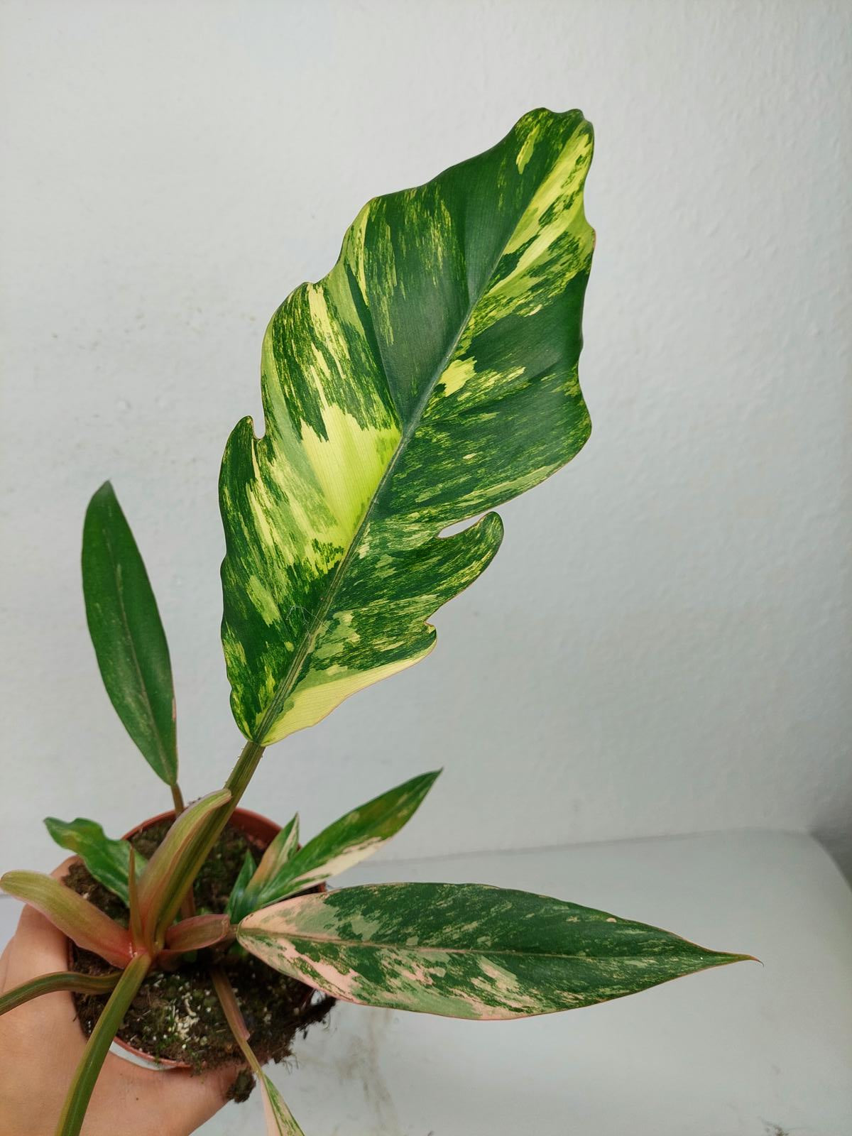 Philodendron Caramel Marble Variegata