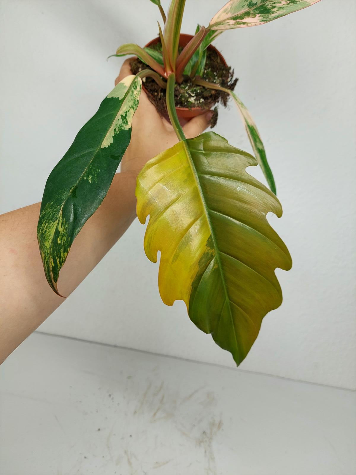 Philodendron Caramel Marble Variegata