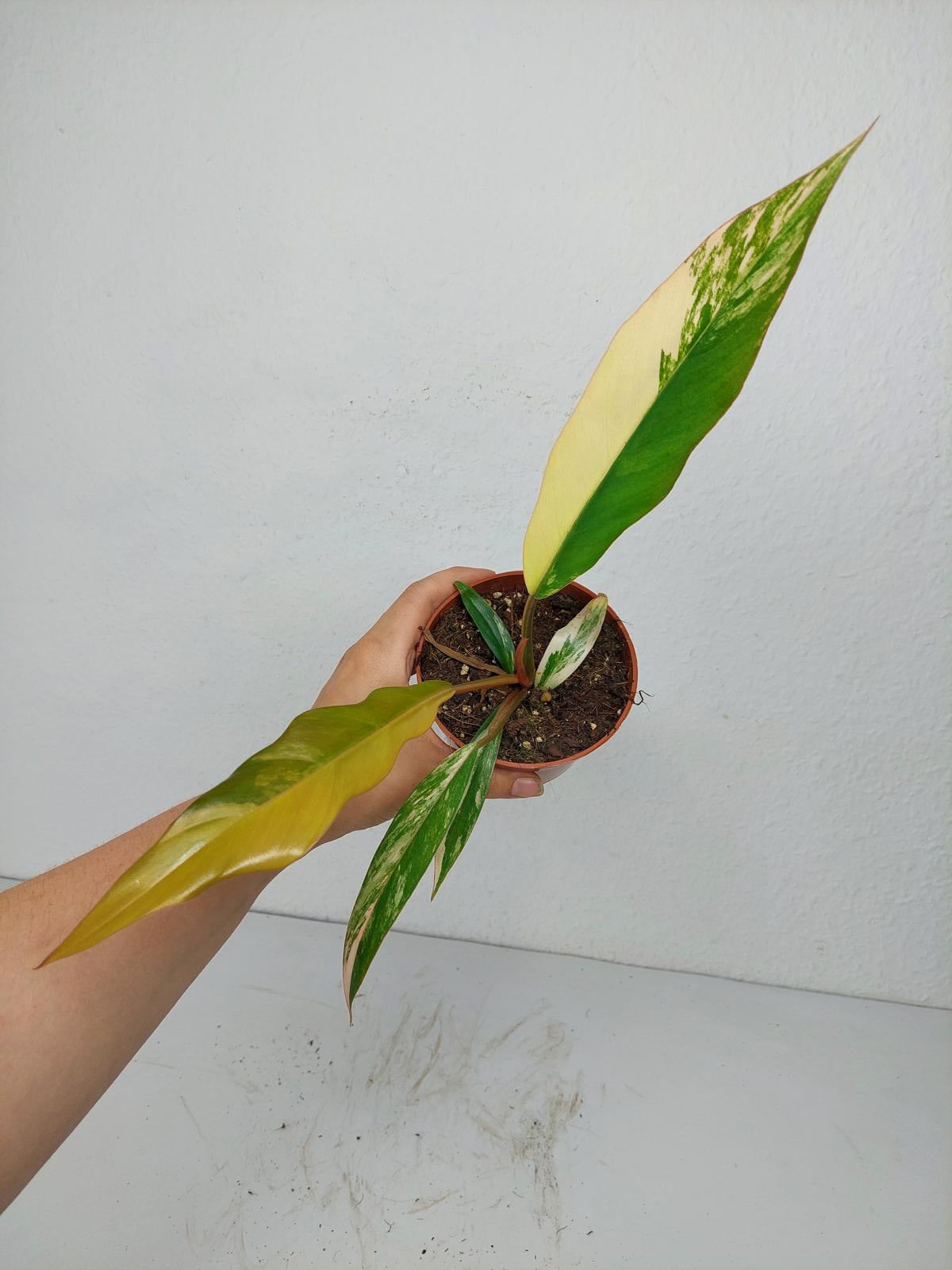 Philodendron Caramel Marble Variegata