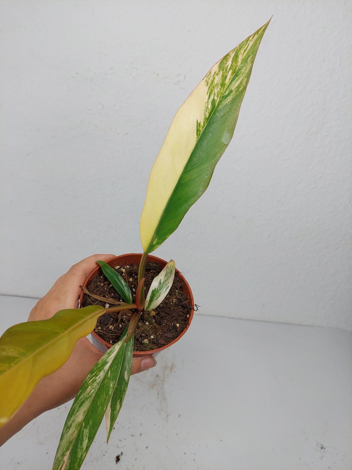 Philodendron Caramel Marble Variegata