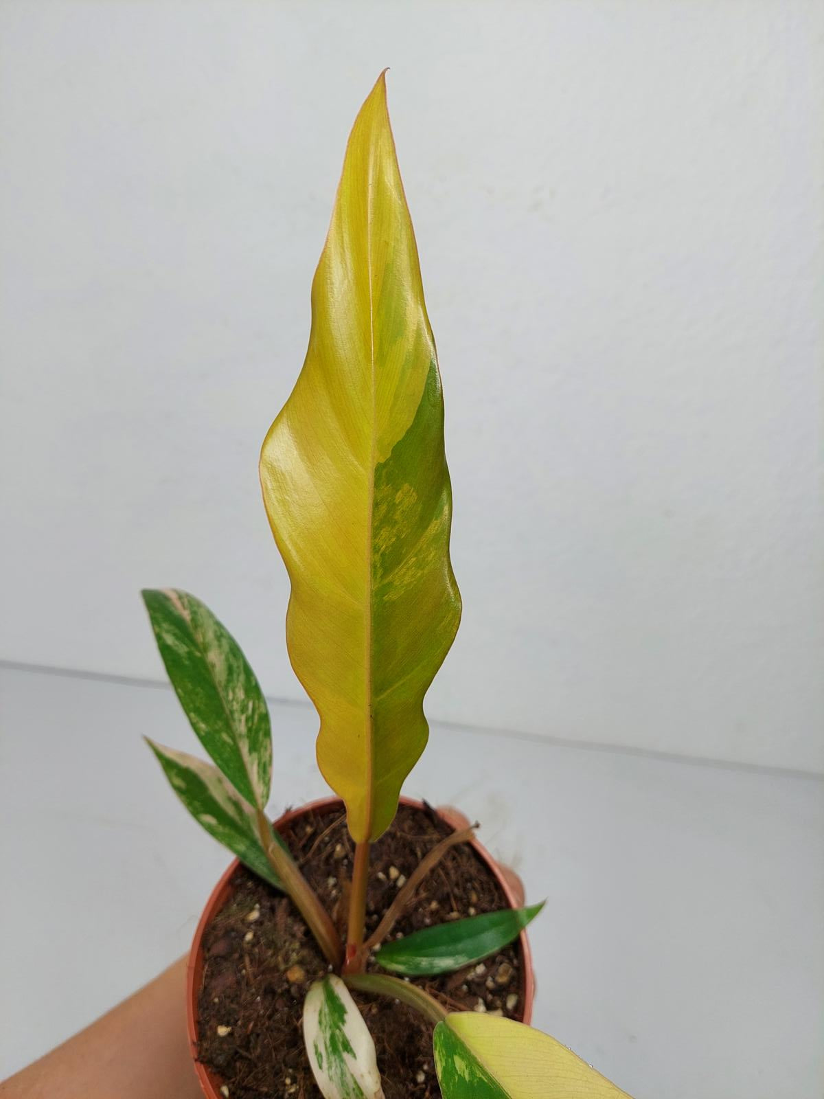 Philodendron Caramel Marble Variegata
