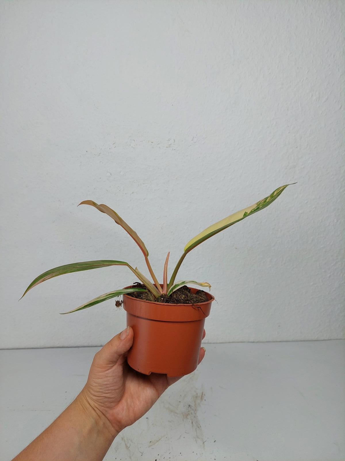 Philodendron Caramel Marble Variegata