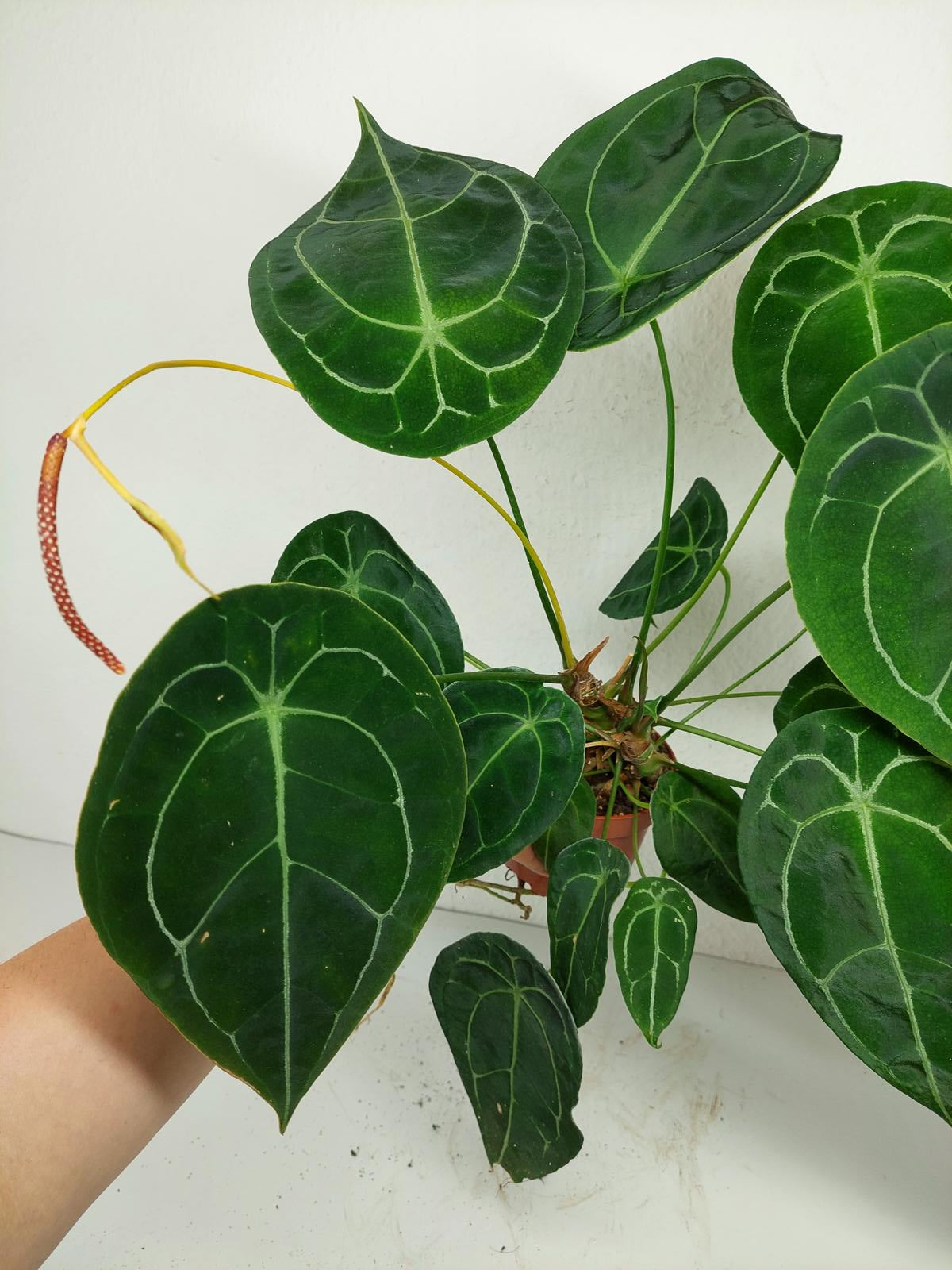 Anthurium Forgetii Silver