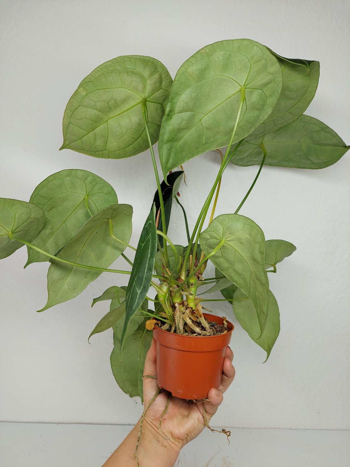 Anthurium Forgetii Silver