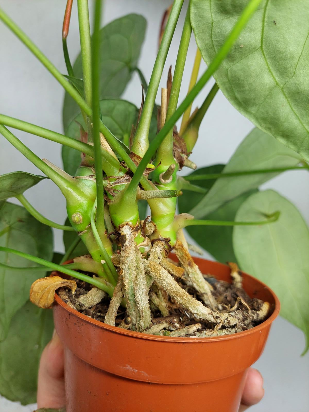 Anthurium Forgetii Silver