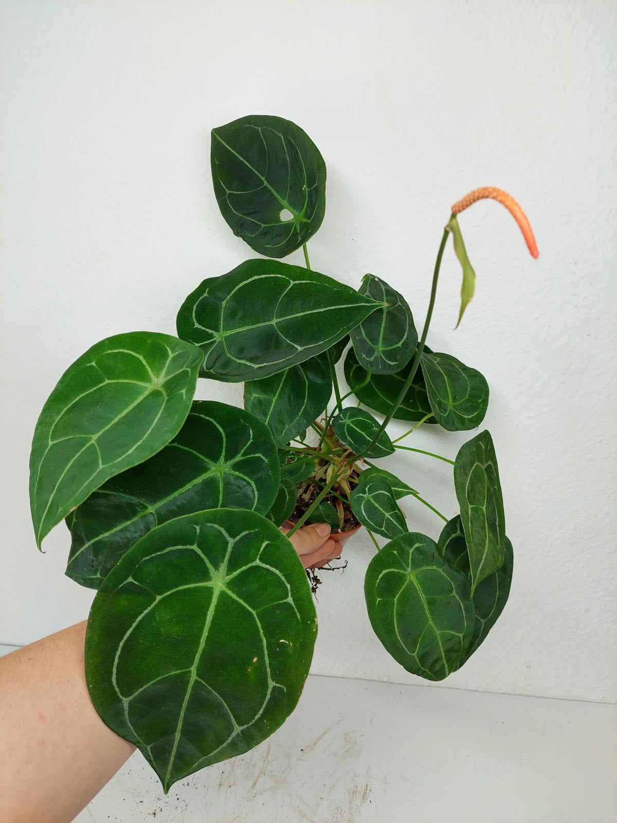 Anthurium Forgetii Silver