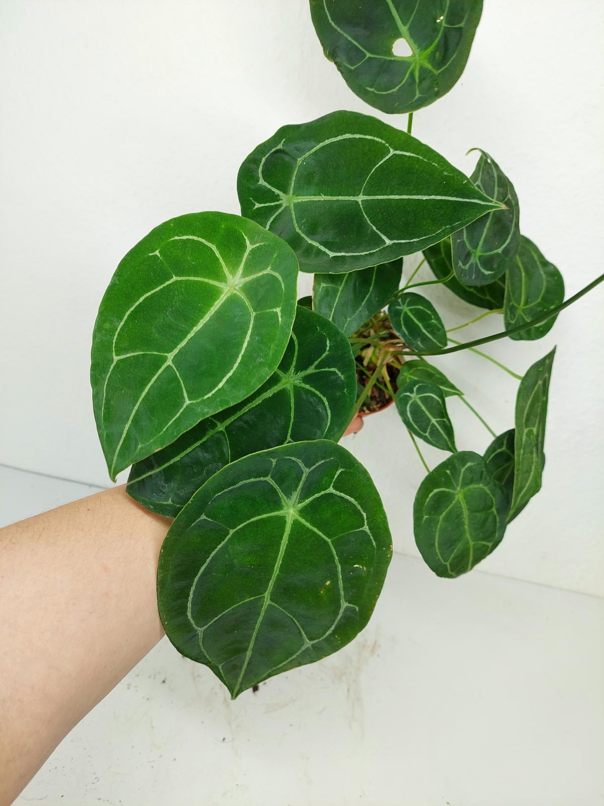 Anthurium Forgetii Silver