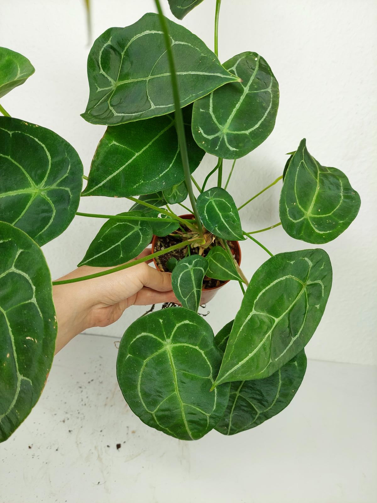 Anthurium Forgetii Silver
