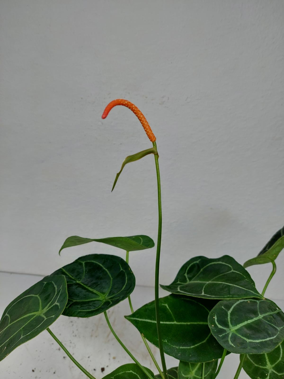 Anthurium Forgetii Silver
