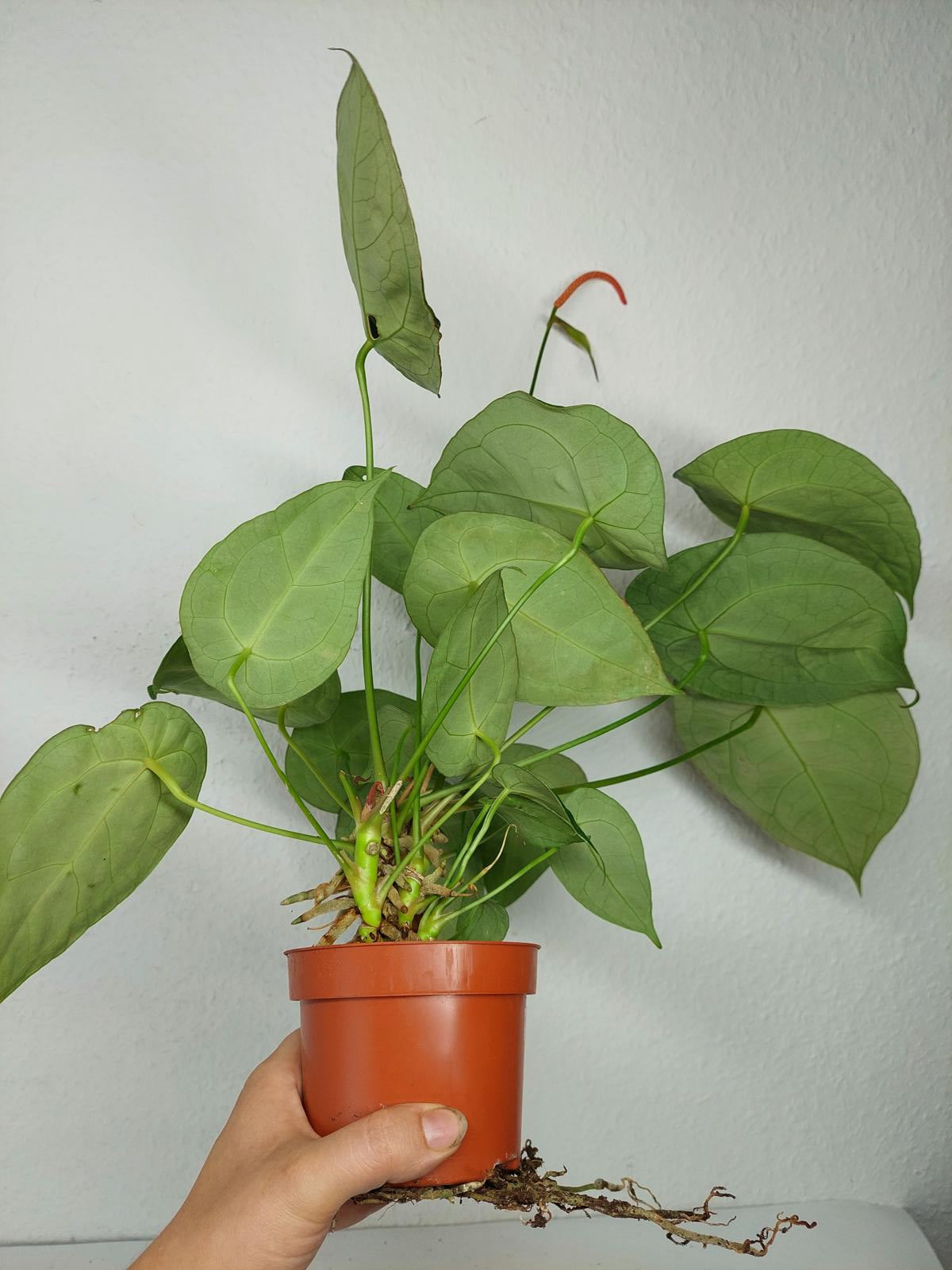 Anthurium Forgetii Silver