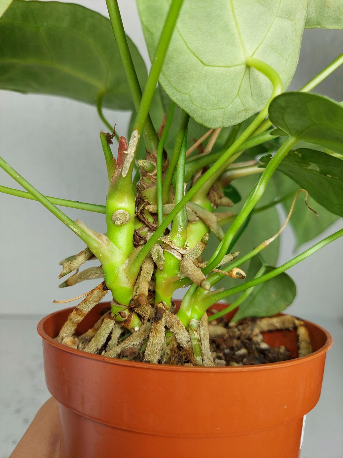 Anthurium Forgetii Silver