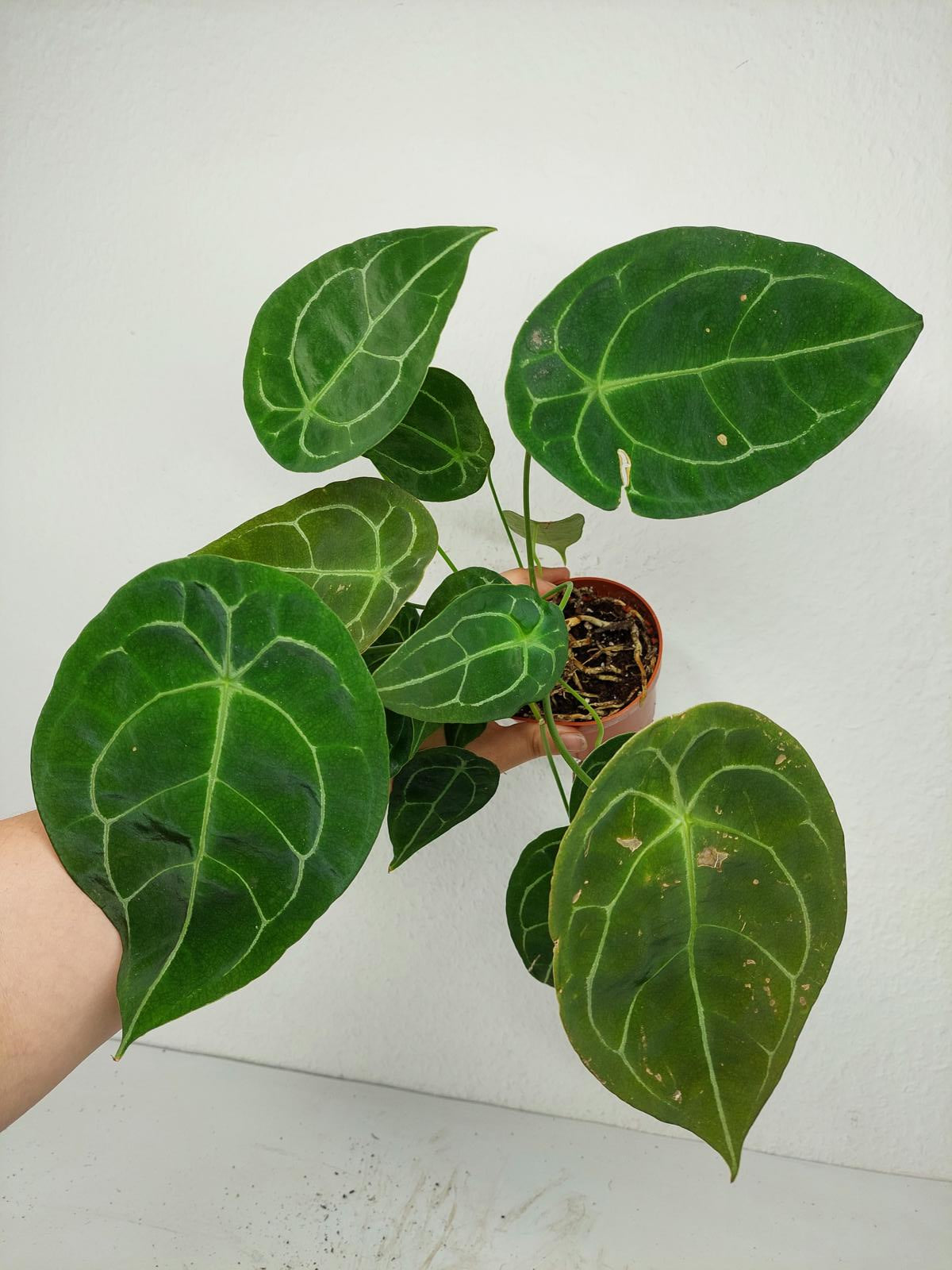 Anthurium Forgetii Silver