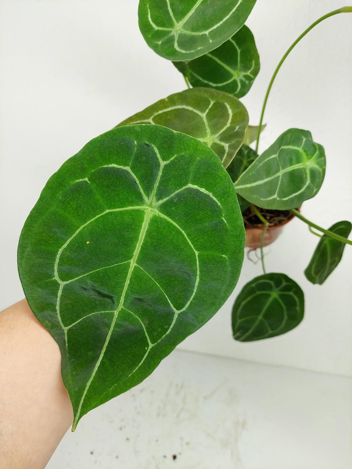 Anthurium Forgetii Silver