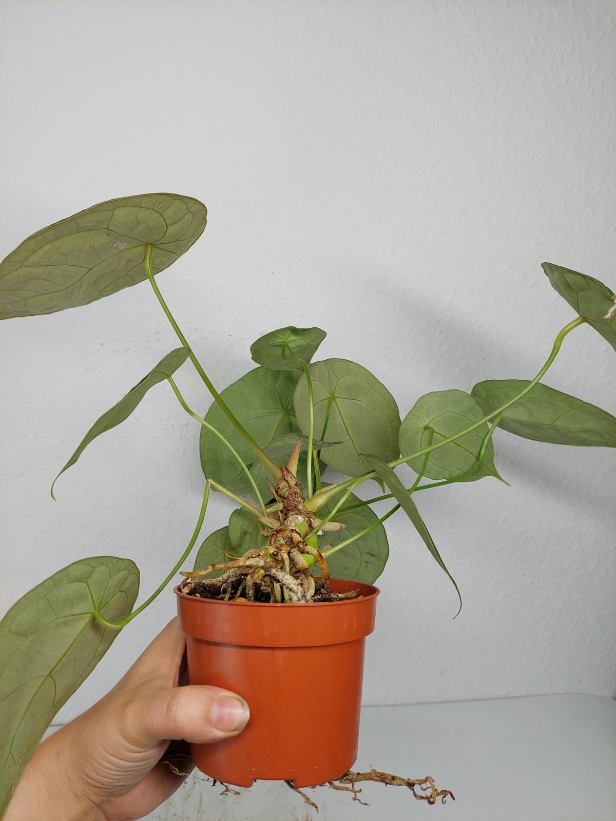 Anthurium Forgetii Silver
