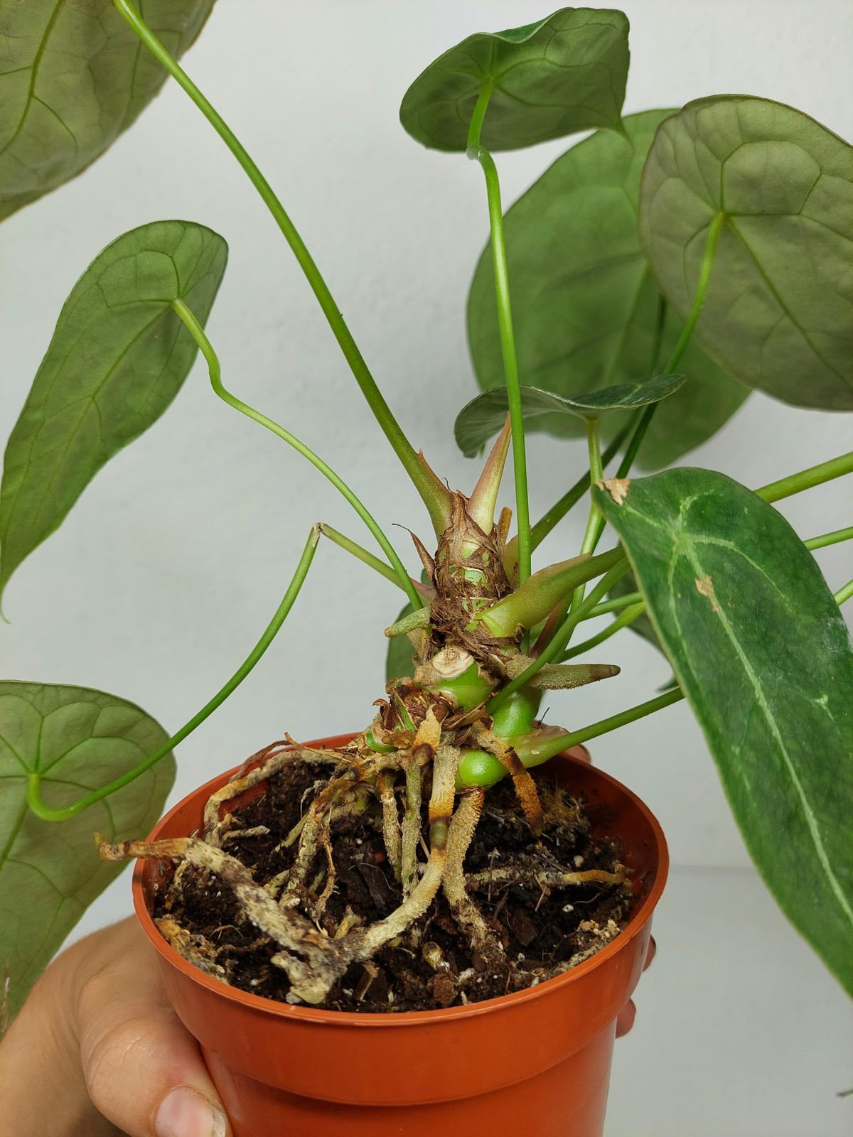 Anthurium Forgetii Silver