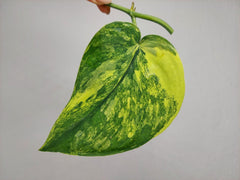 Scindapsus Jade Satin Variegata Steckling