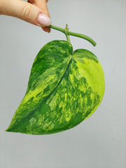 Scindapsus Jade Satin Variegata Steckling