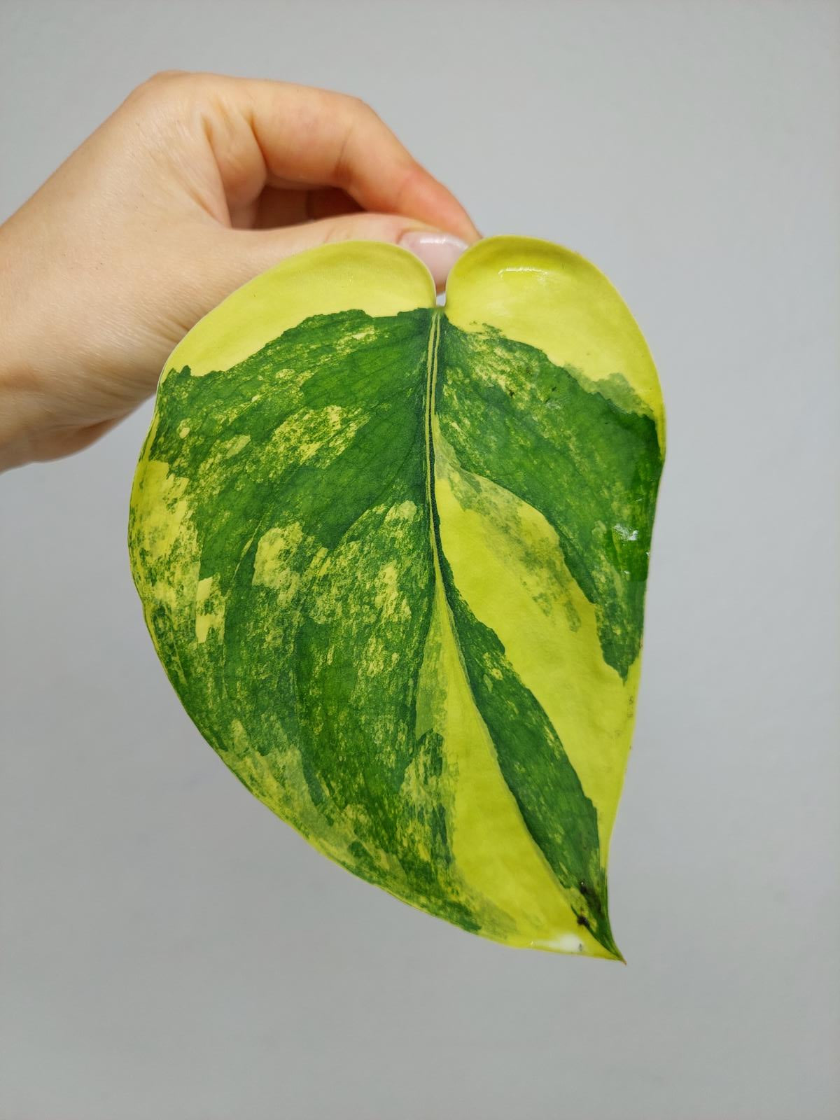 Scindapsus Jade Satin Variegata Steckling