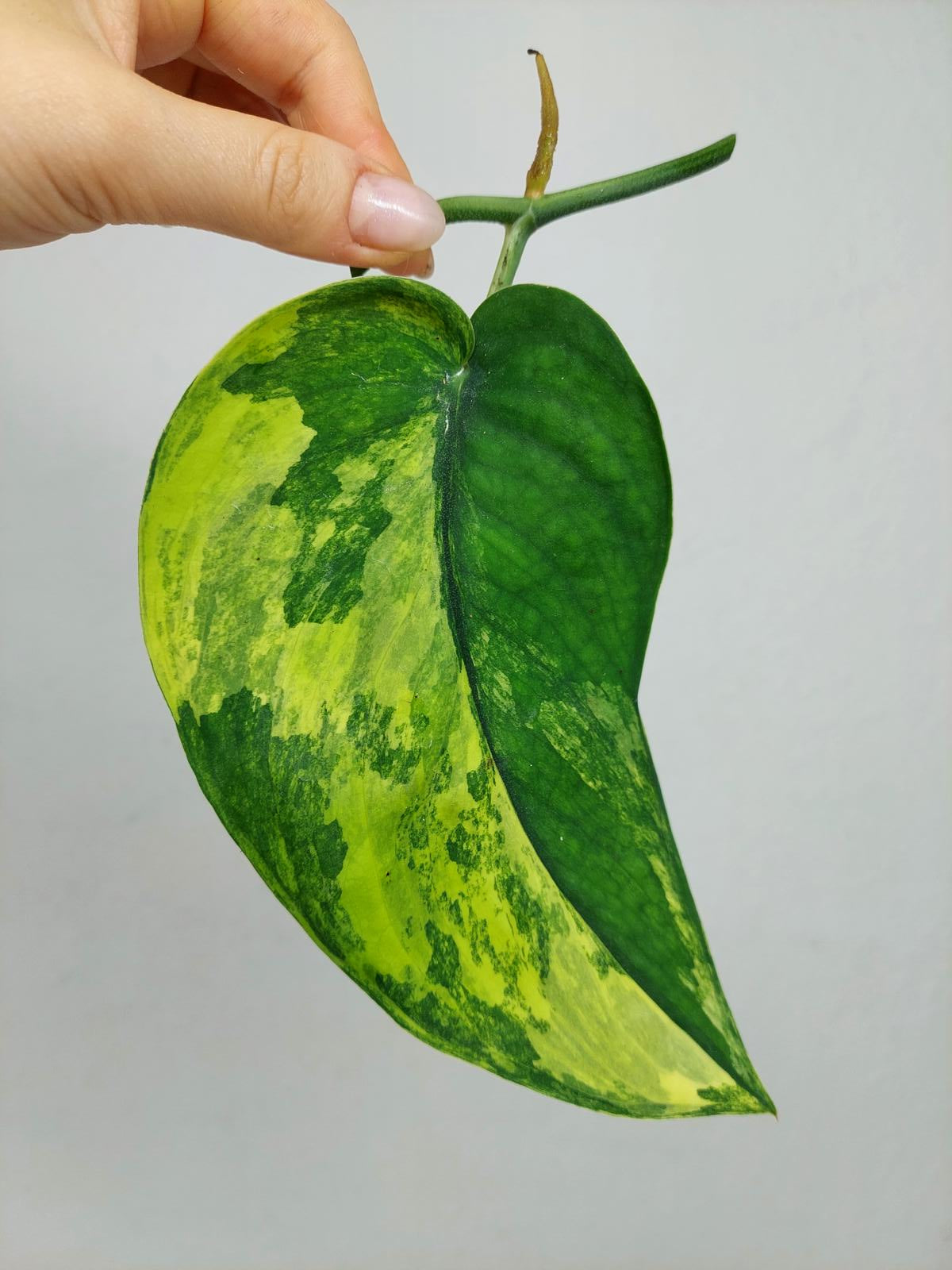 Scindapsus Jade Satin Variegata Steckling