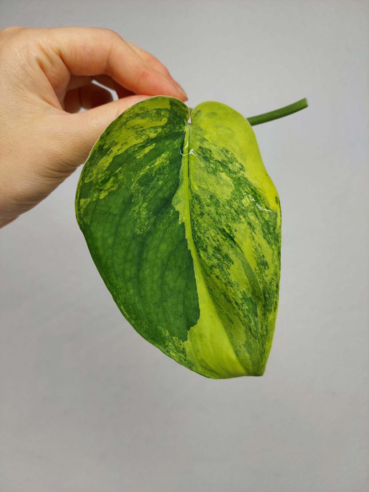 Scindapsus Jade Satin Variegata Steckling