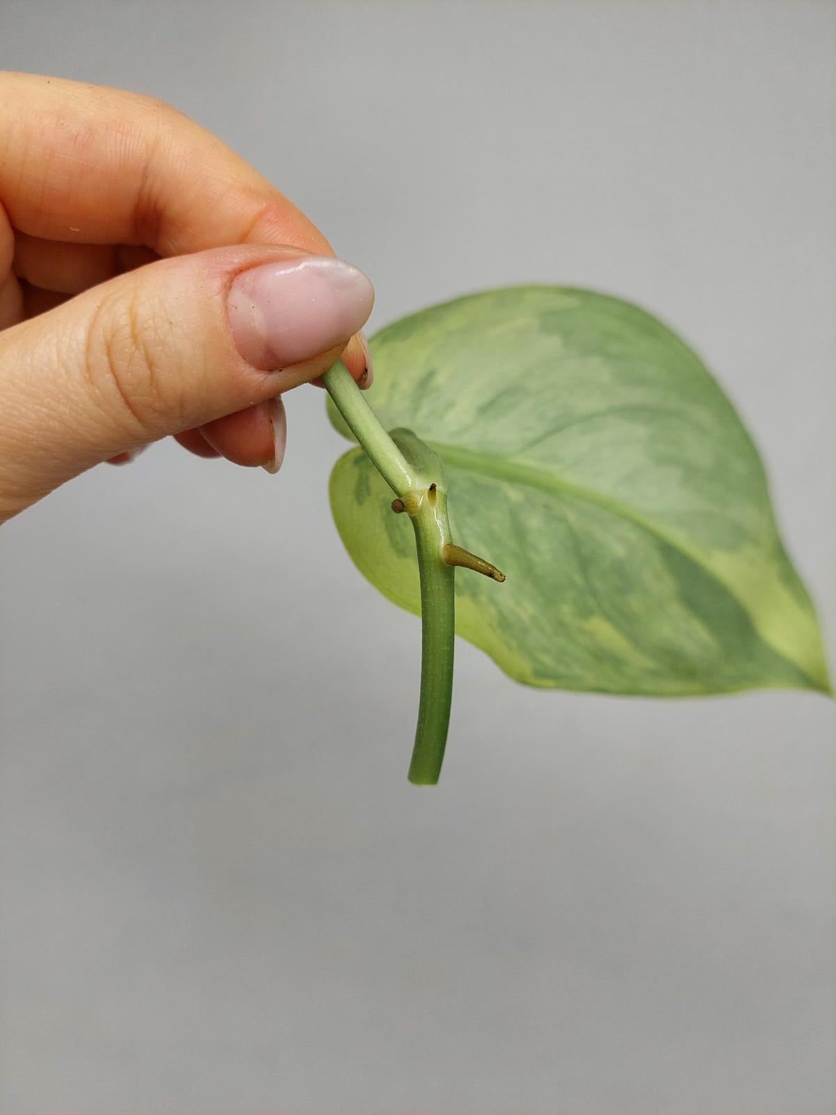 Scindapsus Jade Satin Variegata Steckling