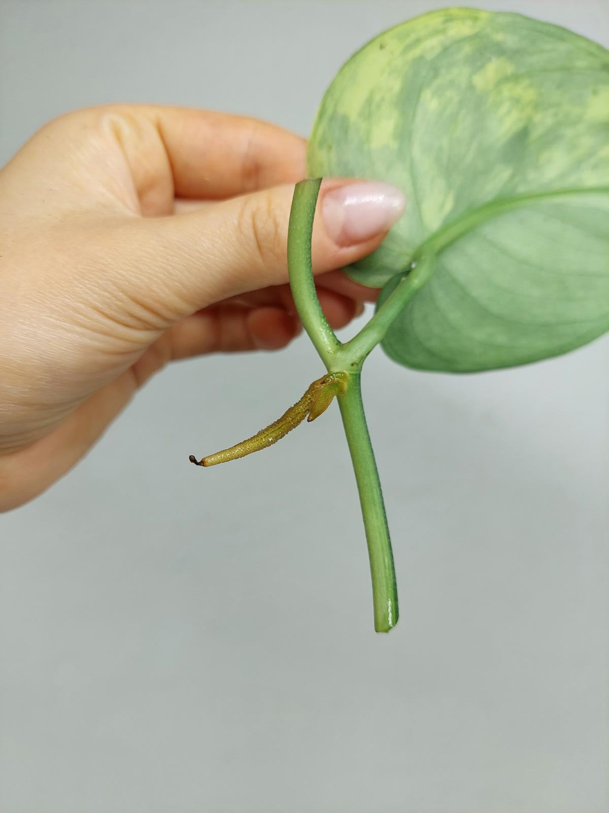 Scindapsus Jade Satin Variegata Steckling