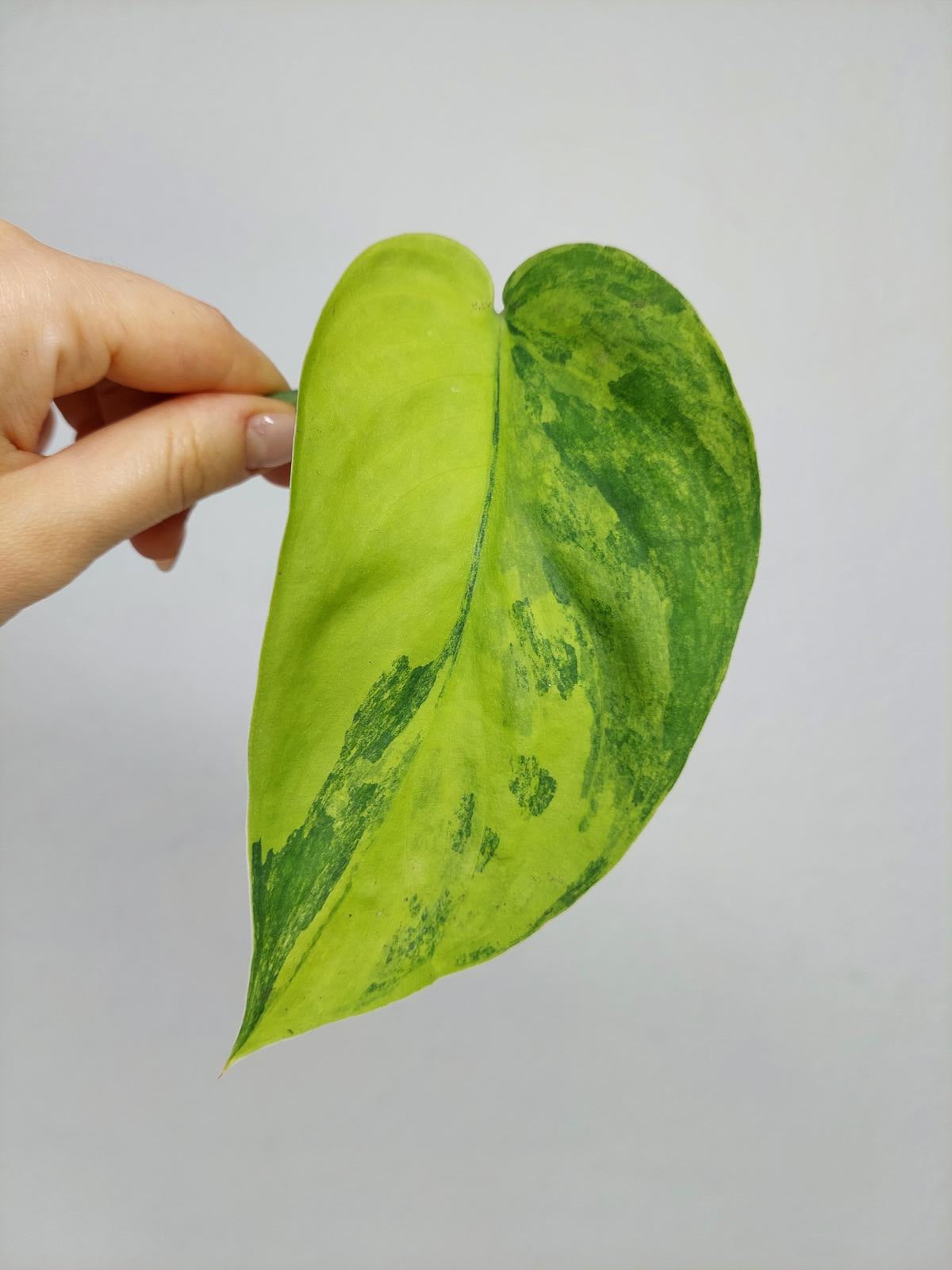 Scindapsus Jade Satin Variegata Steckling