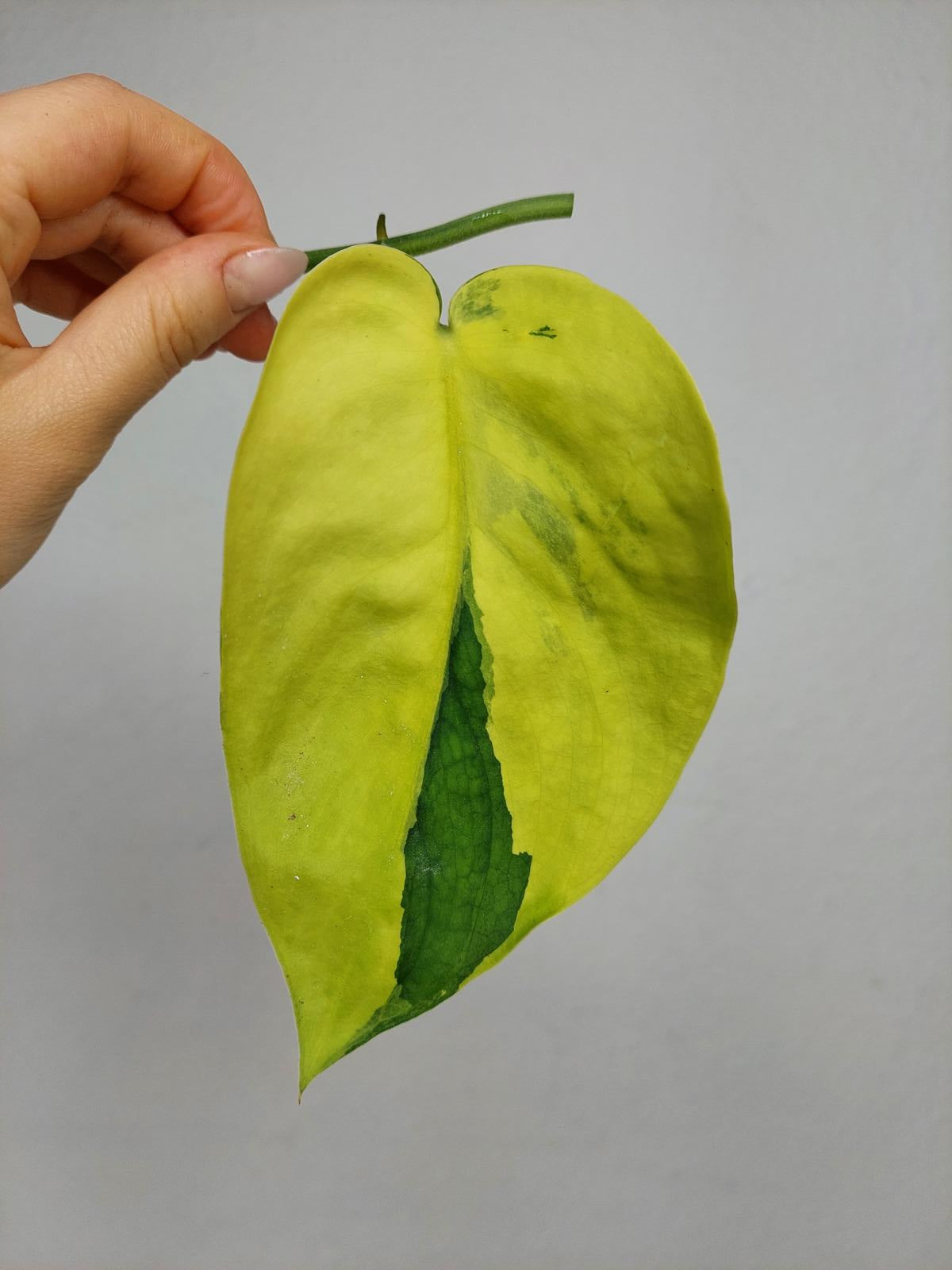 Scindapsus Jade Satin Variegata Steckling