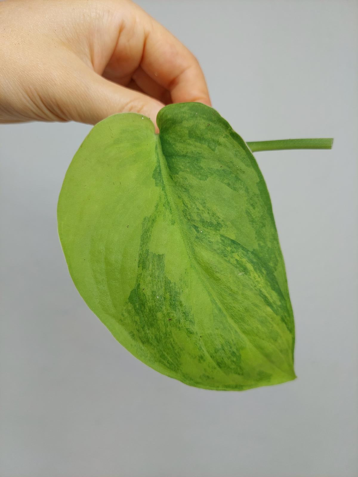 Scindapsus Jade Satin Variegata Steckling