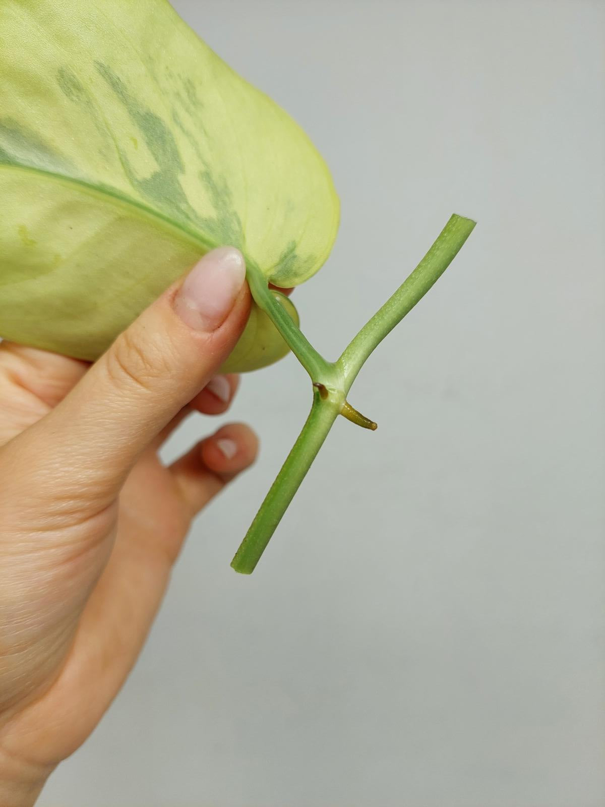 Scindapsus Jade Satin Variegata Steckling
