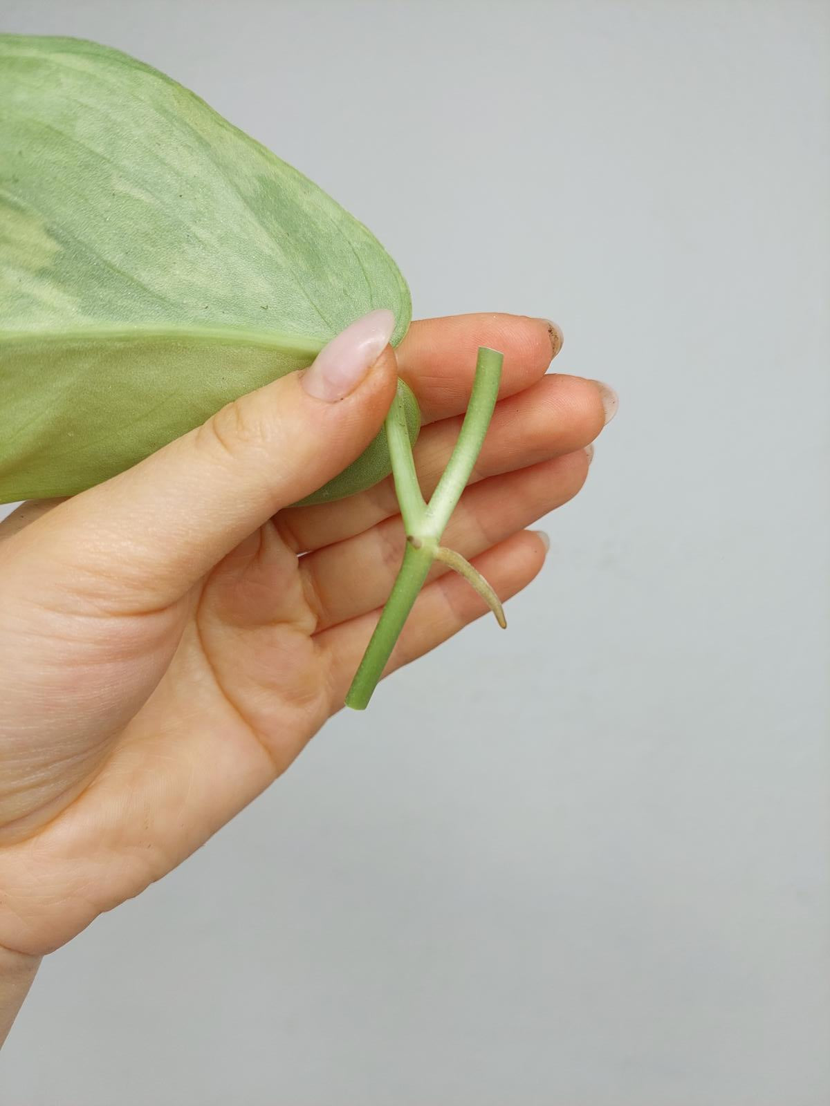 Scindapsus Jade Satin Variegata Steckling