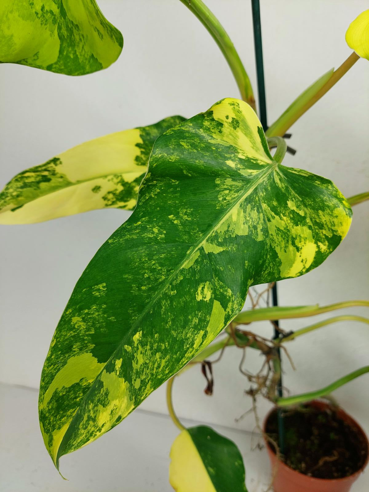 Philodendron Domesticum Variegata