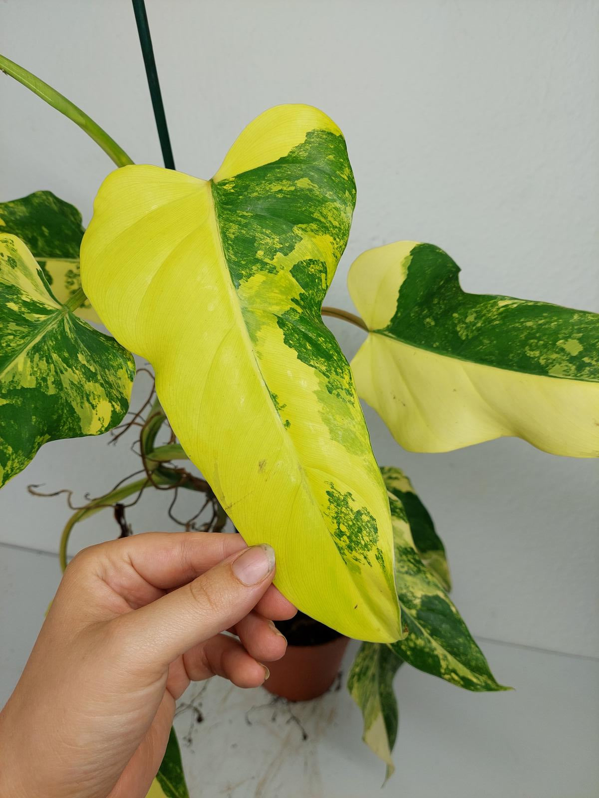 Philodendron Domesticum Variegata