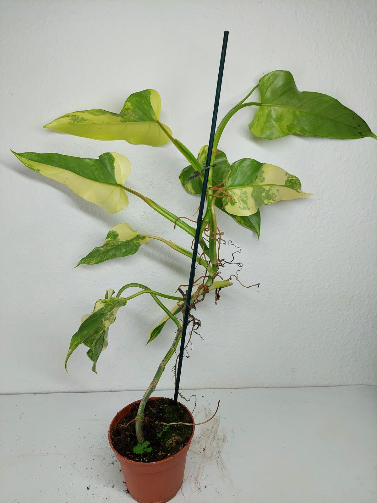 Philodendron Domesticum Variegata