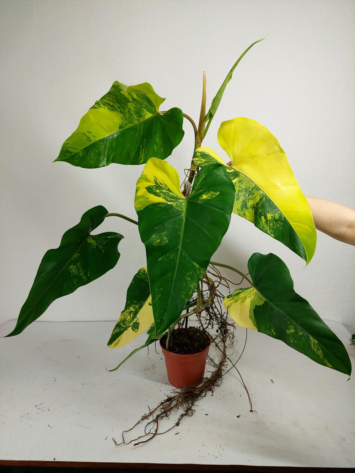 Philodendron Domesticum Variegata