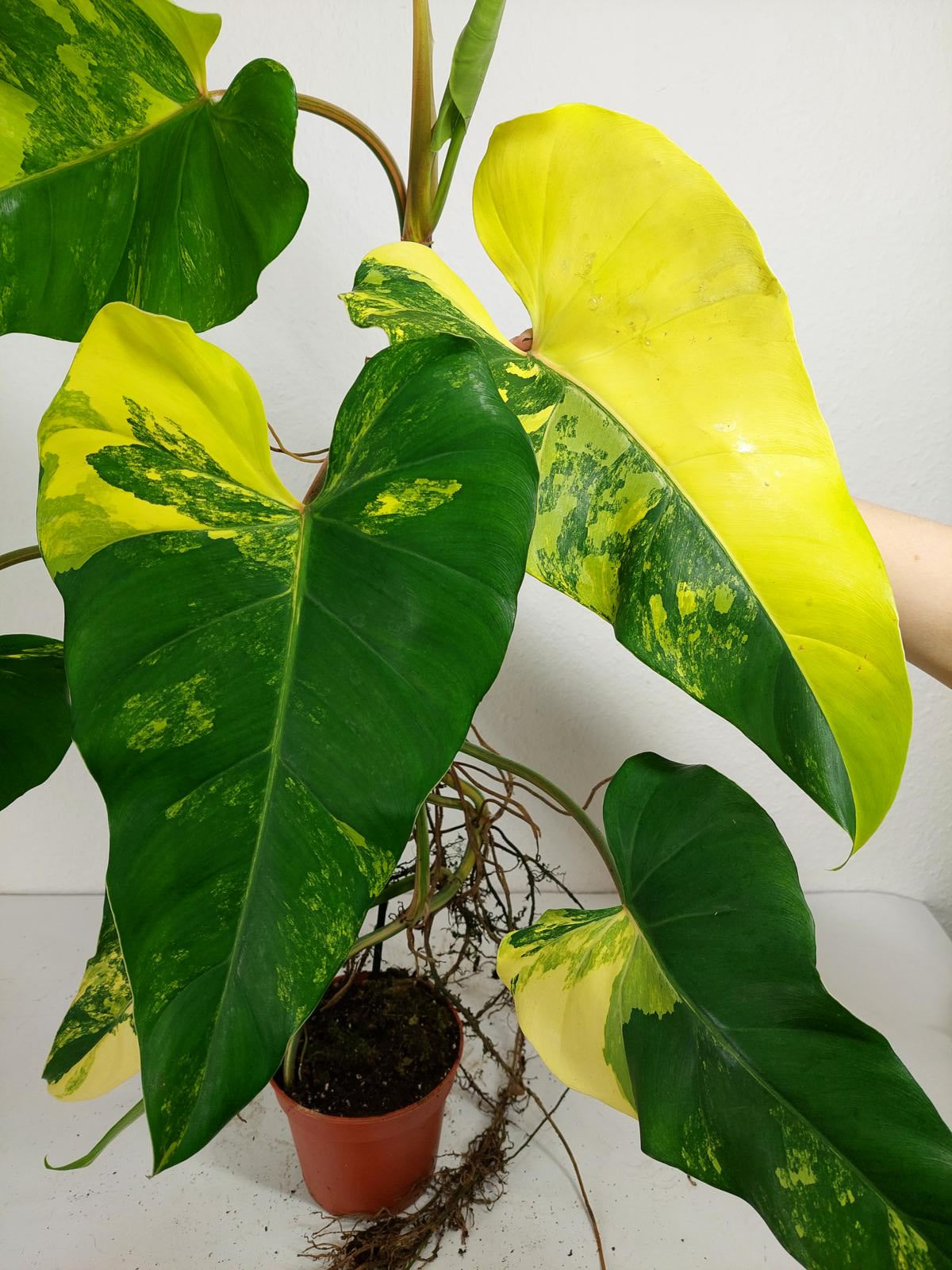Philodendron Domesticum Variegata