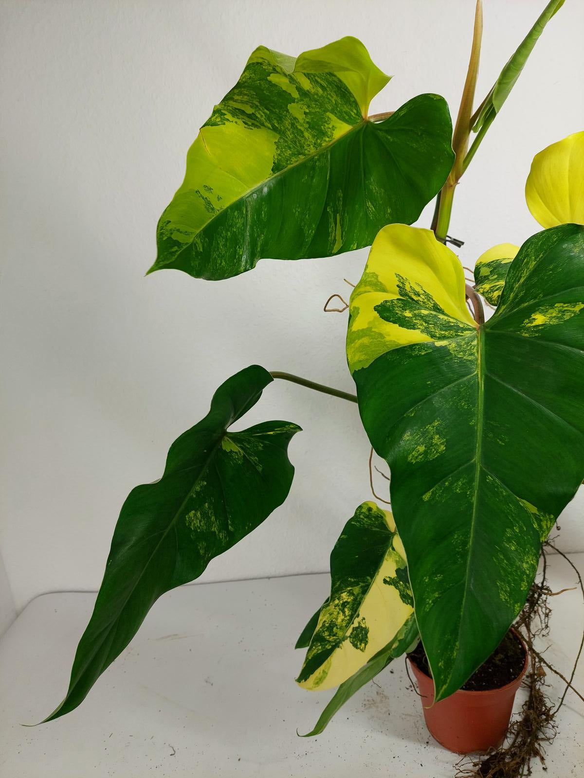 Philodendron Domesticum Variegata
