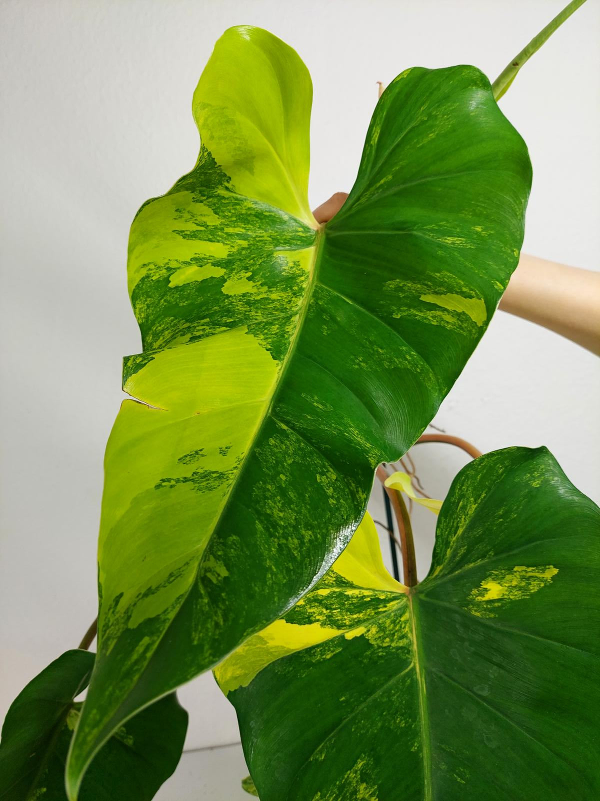 Philodendron Domesticum Variegata
