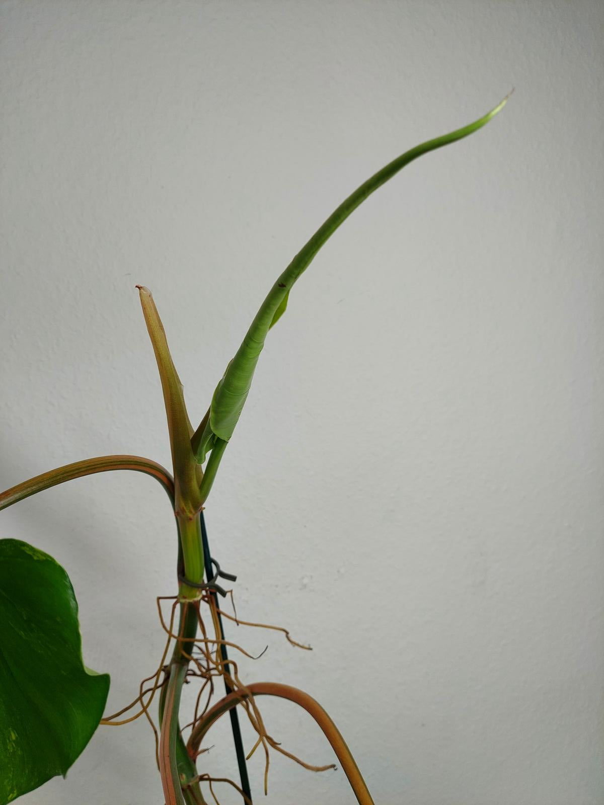 Philodendron Domesticum Variegata