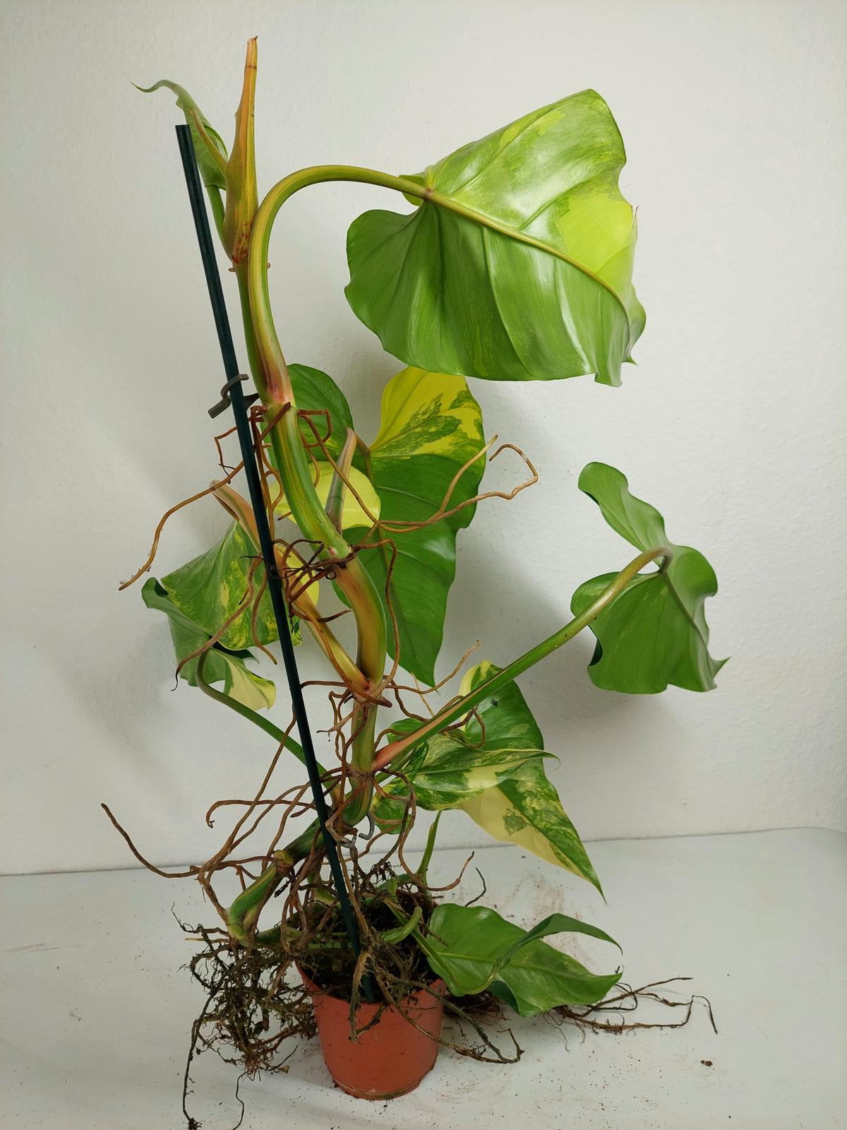 Philodendron Domesticum Variegata