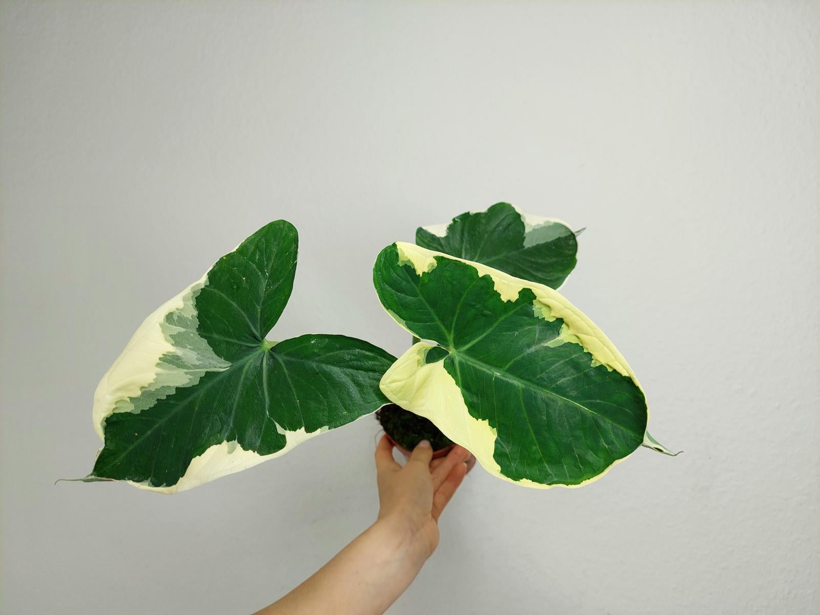 Alocasia Mickey Mouse / Xanthosoma Variegata