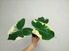 Alocasia Mickey Mouse / Xanthosoma Variegata