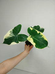 Alocasia Mickey Mouse / Xanthosoma Variegata