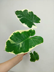 Alocasia Mickey Mouse / Xanthosoma Variegata