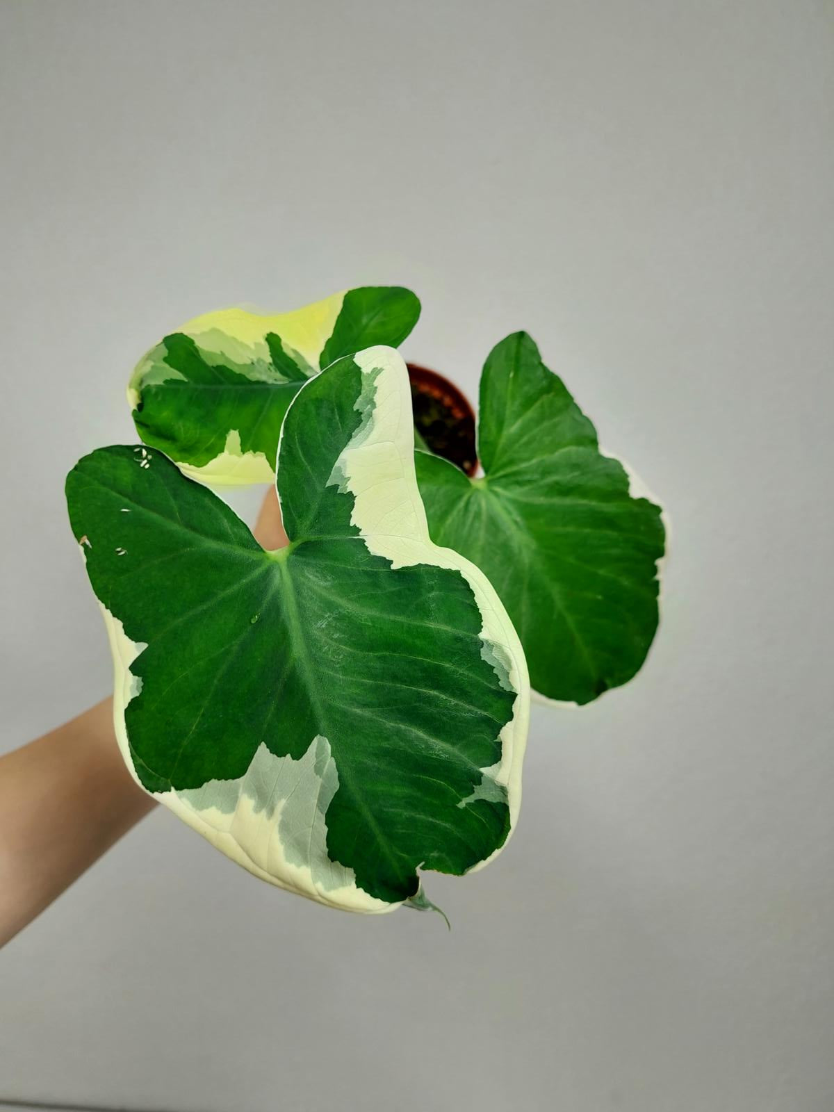 Alocasia Mickey Mouse / Xanthosoma Variegata